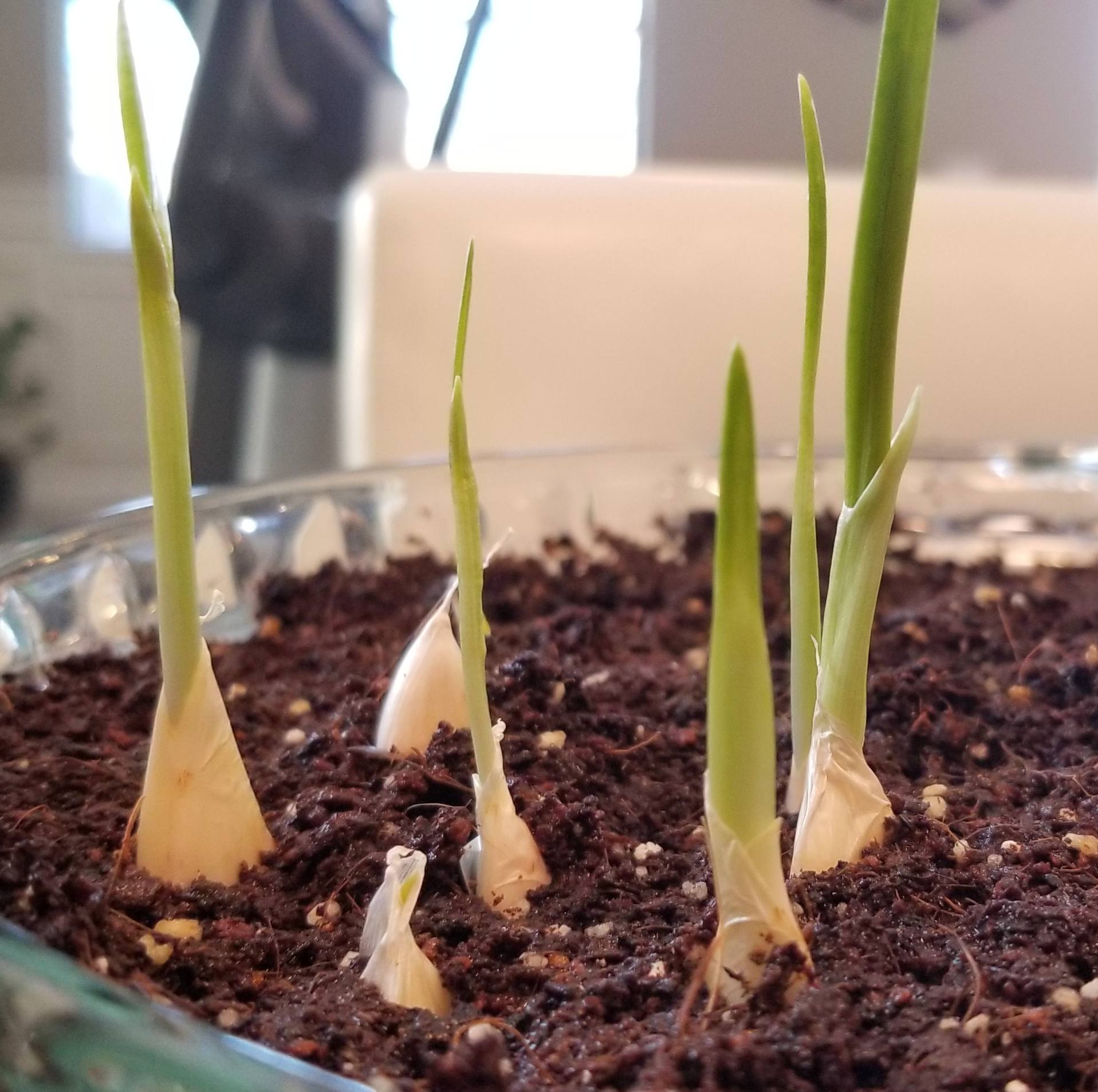 5 Veggies You Can Grow From Kitchen Scraps - Scallions