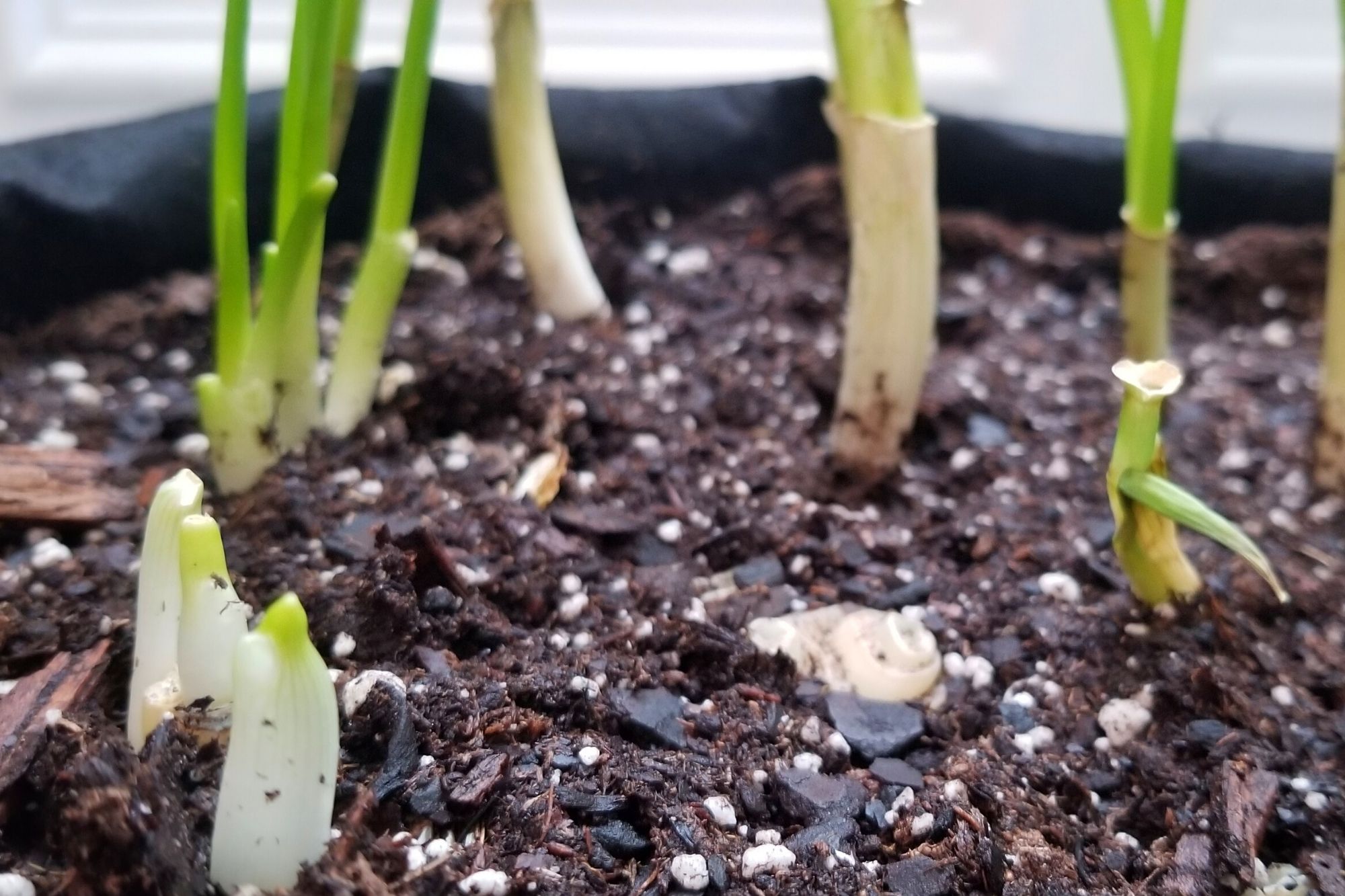 5 Veggies You Can Grow From Kitchen Scraps