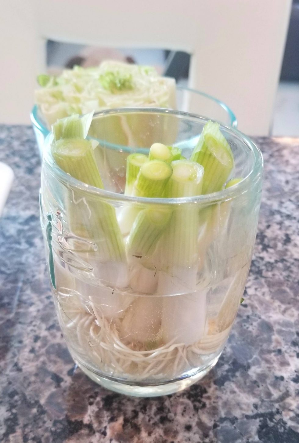 5 Veggies You Can Grow From Kitchen Scraps Our Project Ideas