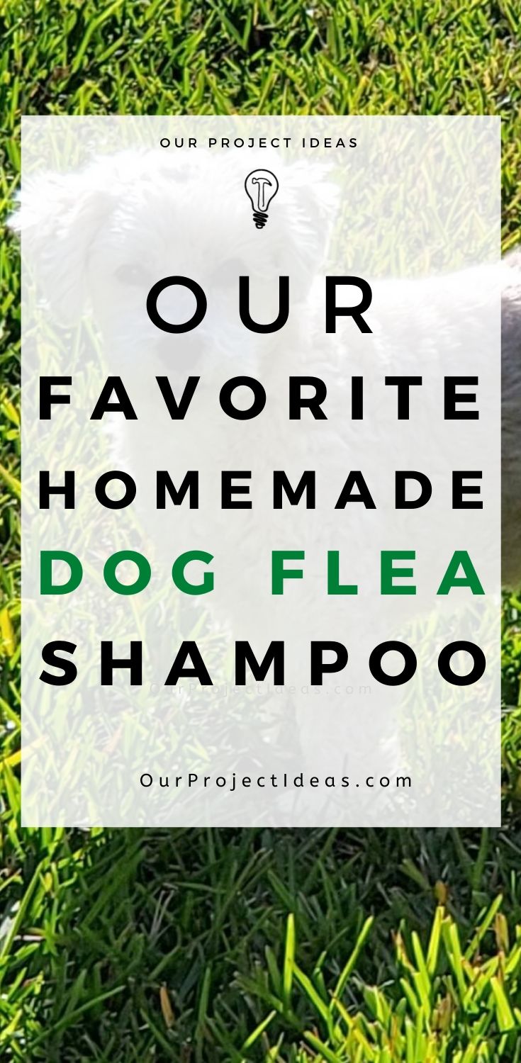 Our Favorite Homemade Dog Flea Shampoo